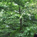 Poliothyrsis sinensis P2D